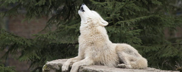 parc animalier loup