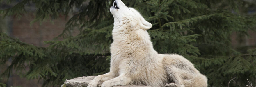 parc animalier loup